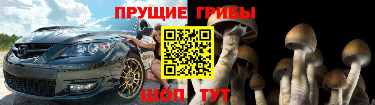 Галлюциногенные грибы Psilocybe Котлас